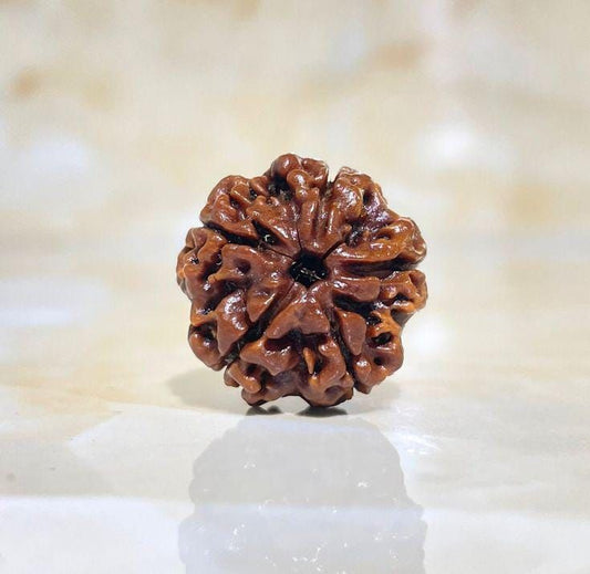 5 Mukhi Rudraksha – Abhimantrit